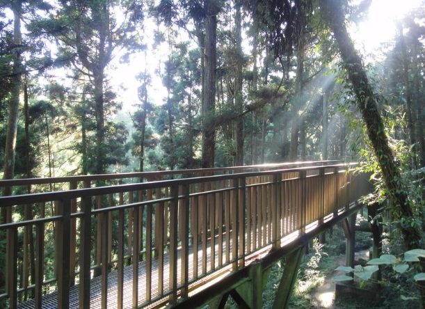 溪頭森林遊樂區