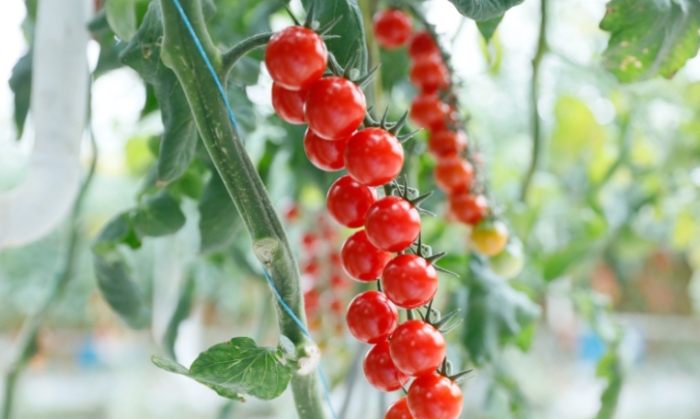 小番茄營養價值