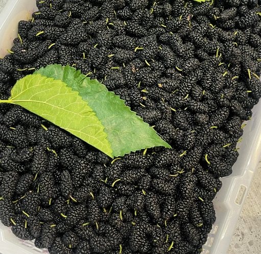 黑桑葚營養價值