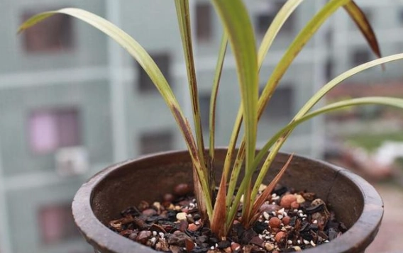 兰花茎变黄原因