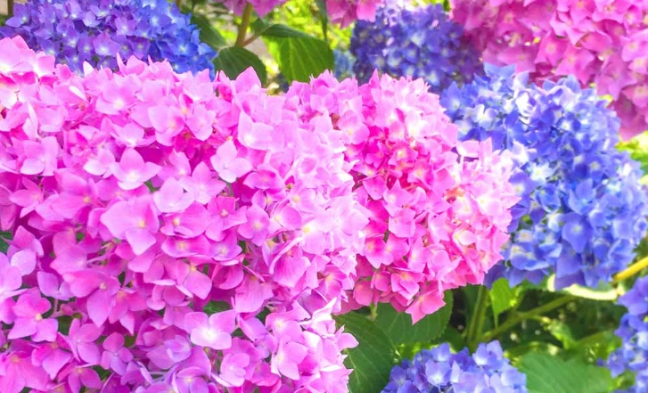 粉色繡球花種植