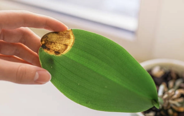 蘭花葉子變黃原因