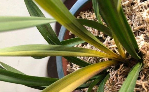 兰花茎变黄原因