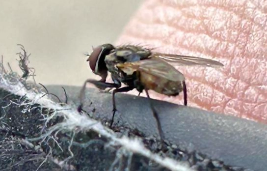 紐西蘭沙蠅防護