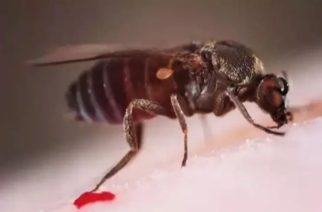 紐西蘭沙蠅防護