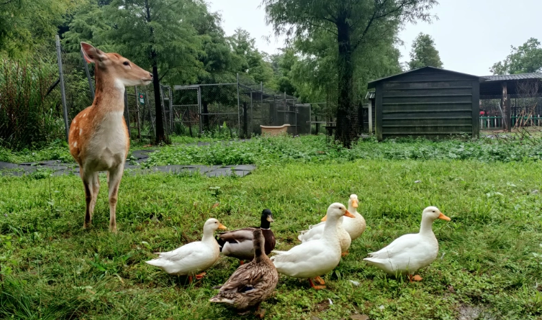 台北夜間親子活動