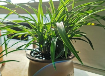 兰花茎变黄处理