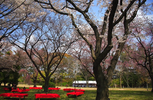 台灣櫻花季關子嶺