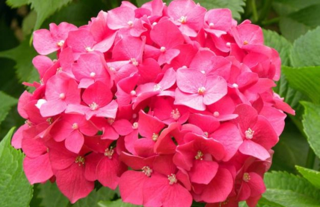 粉色繡球花種植