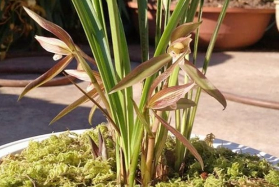 兰花茎变黄处理