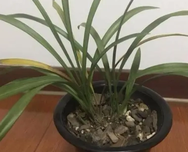蘭花葉子變黃原因
