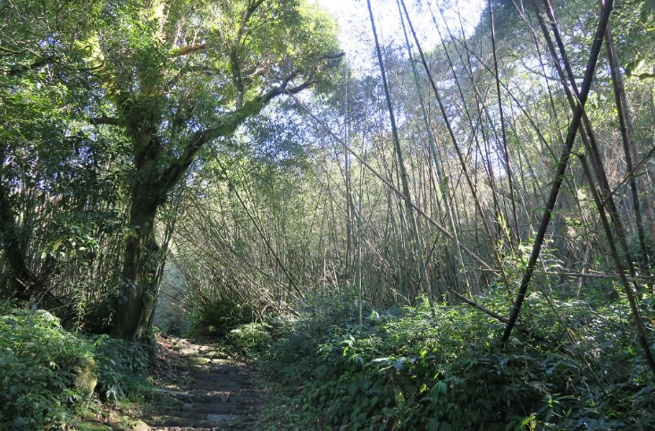 回頭嶺大凍山步道