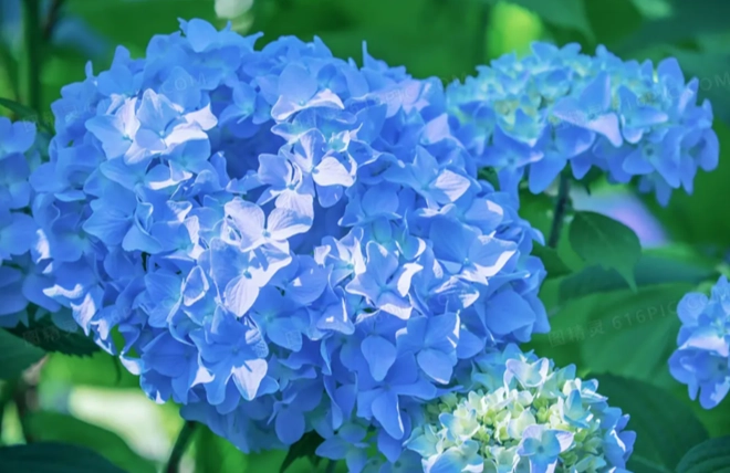 繡球花送禮場合