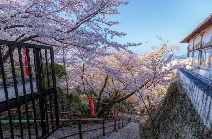台灣櫻花季關子嶺