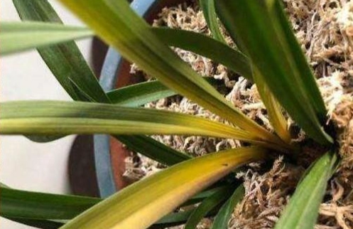 蘭花葉子變黃原因