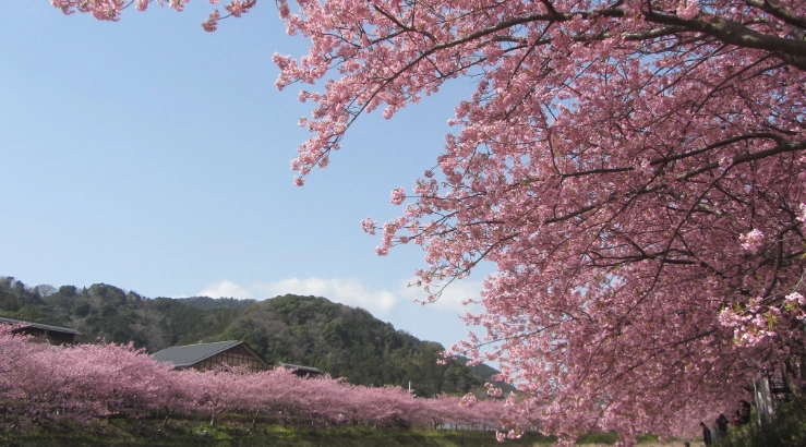 台灣櫻花季關子嶺