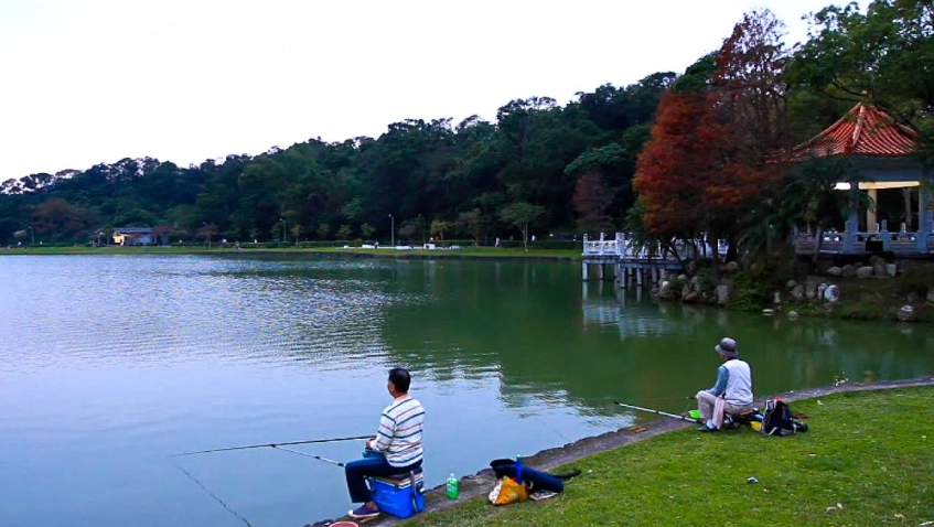 碧湖公園釣魚技巧