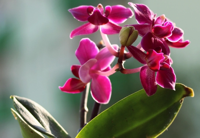 蘭花葉子修剪技巧