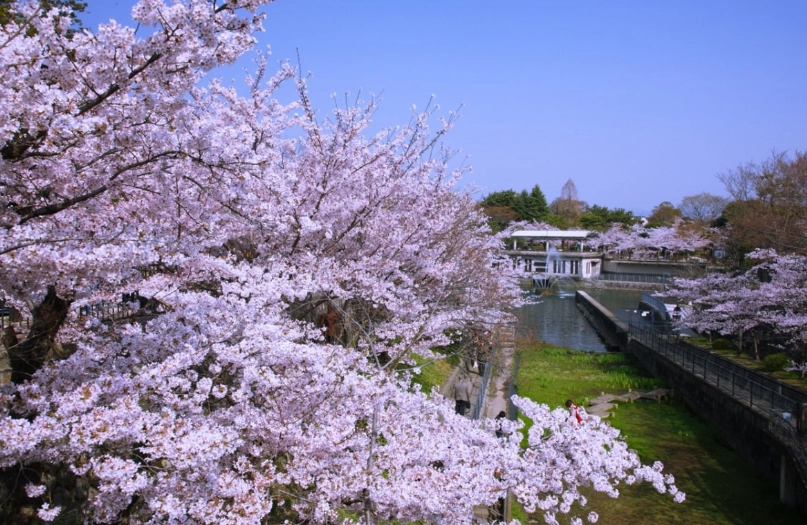 櫻花季大町公園