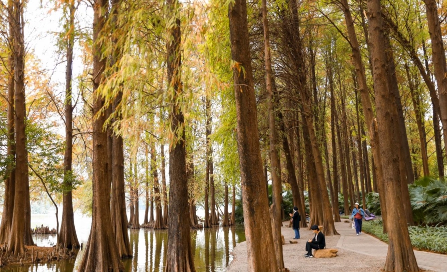 大出公園落羽松