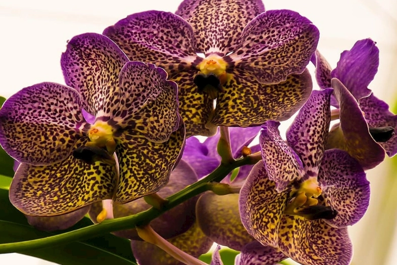 蘭花葉子修剪技巧