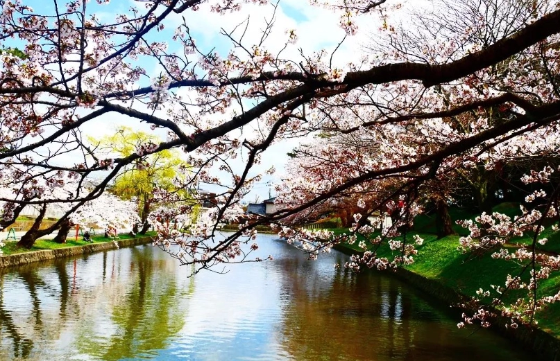 櫻花季大町公園