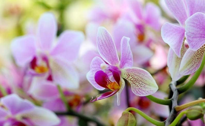 蘭花適應新環境