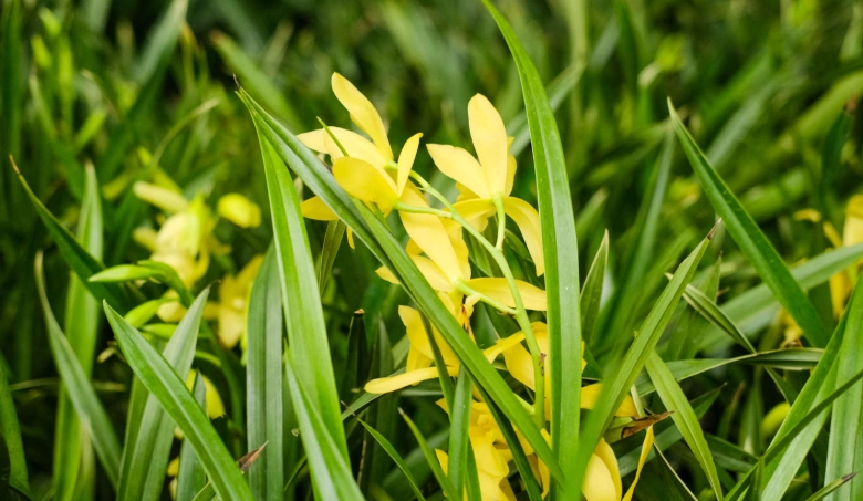 蘭花葉子修剪技巧
