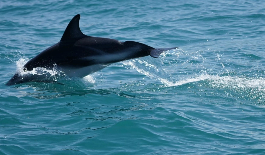 基督城周邊旅遊