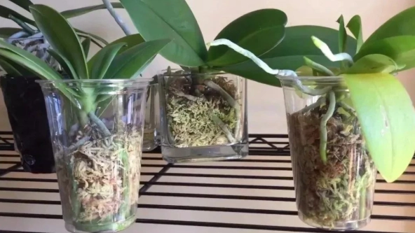 蘭花花梗修剪時機