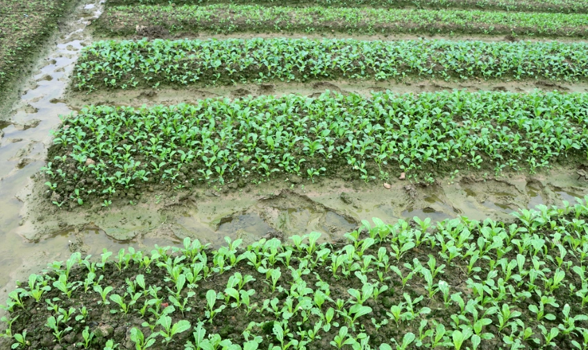 台湾蔬菜种植季节