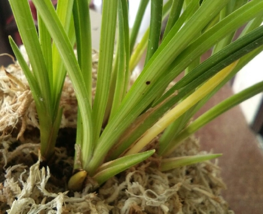 兰花花梗变黄原因