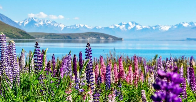 紐西蘭入境規定