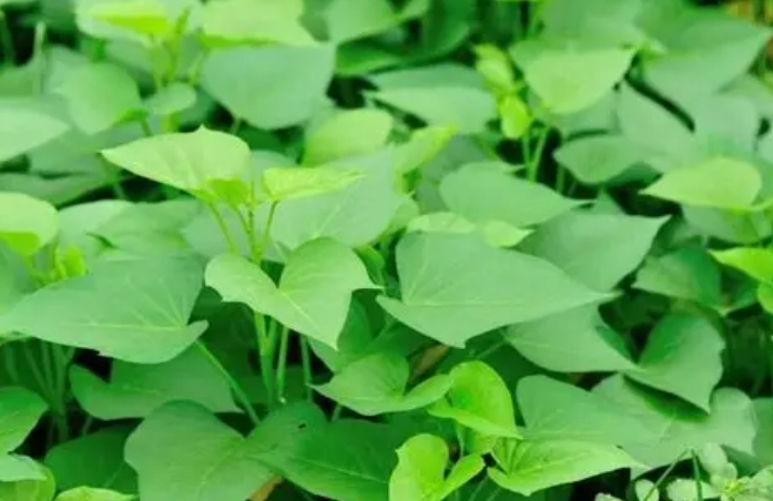 地瓜葉冷凍方法