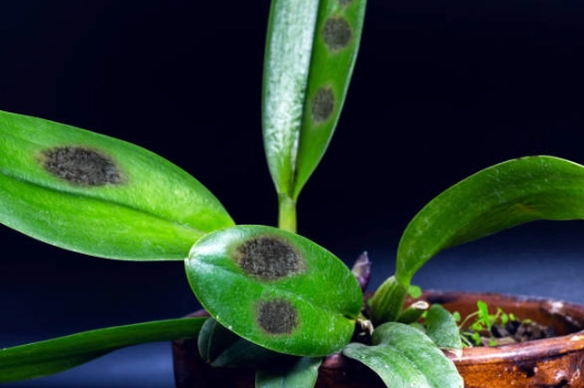 兰花花梗变黄处理