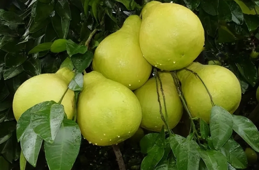 魚油與柚子互動