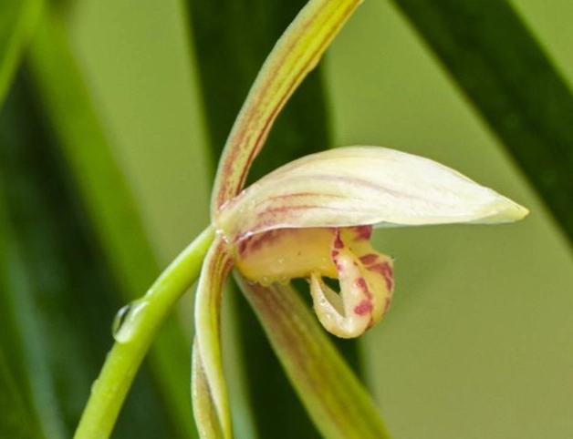 兰花花梗变黄处理