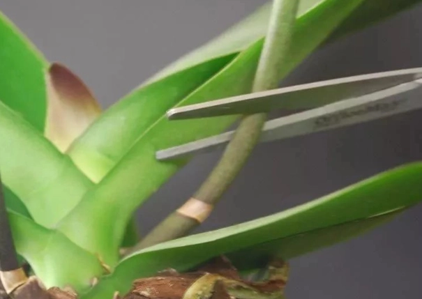 蘭花修剪花梗方法