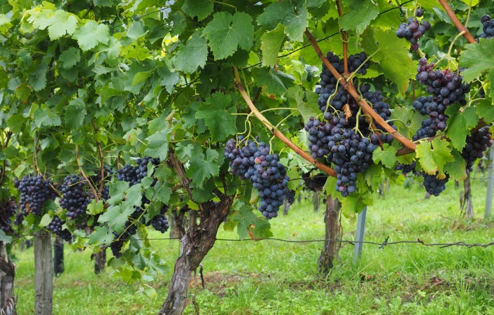 蕁麻疹飲食禁忌