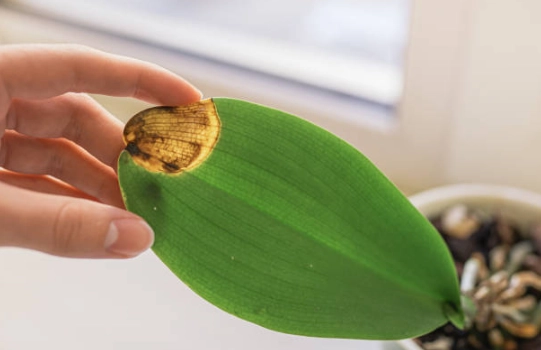 兰花花梗变黄原因