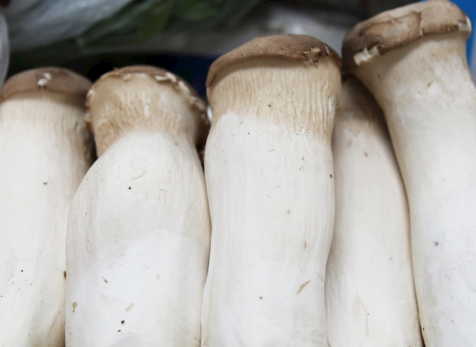 杏鮑菇冷凍保存