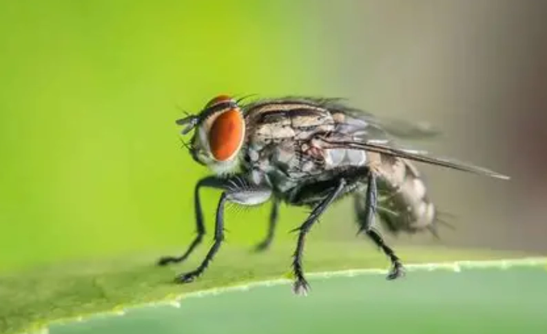 紐西蘭旅行昆蟲