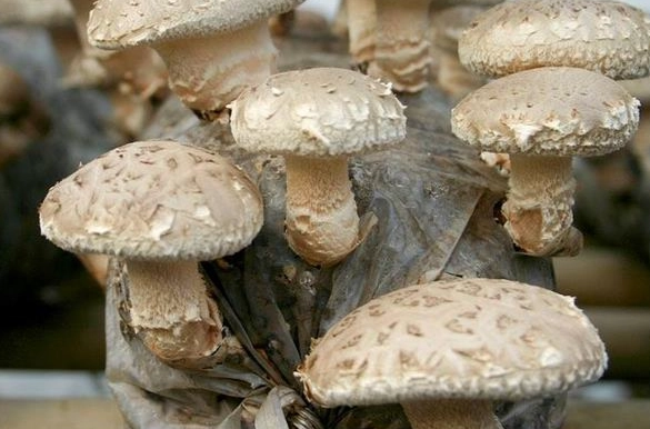 秀珍菇保存技巧