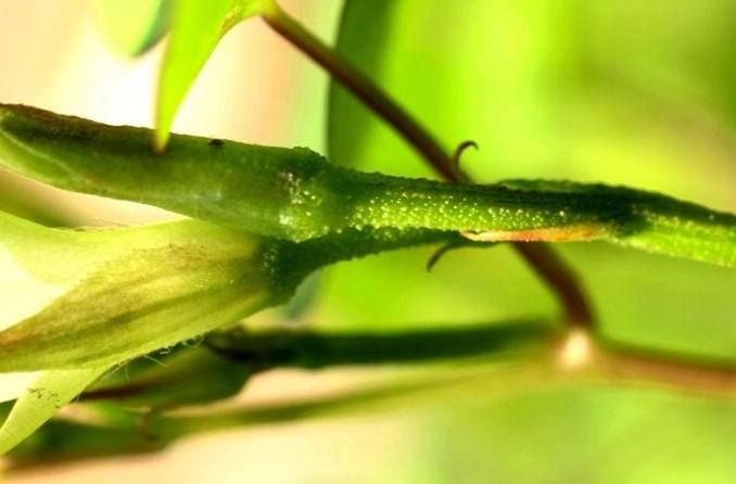 兰花花梗变黄原因