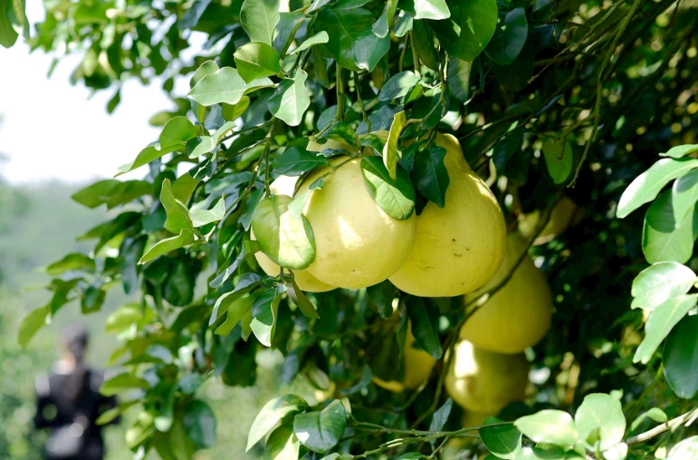 柚子藥物交互作用