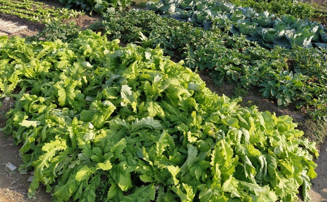 蔬菜种植时间表