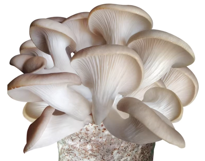 冷凍秀珍菇方法