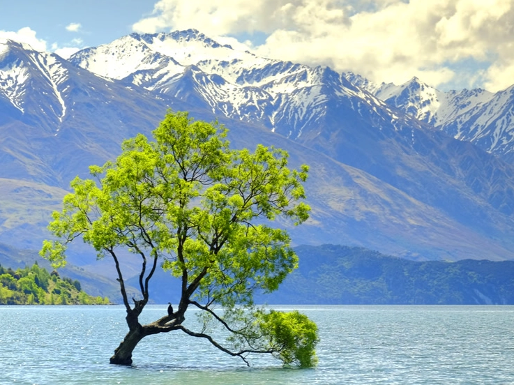 紐西蘭海關物品申報