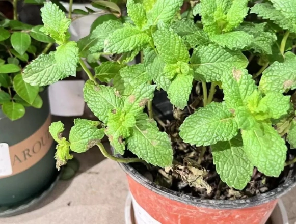 台灣蔬菜種植時間