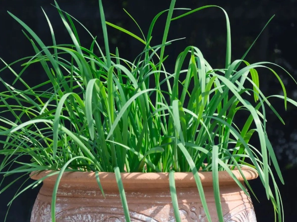 台灣蔬菜種植時間